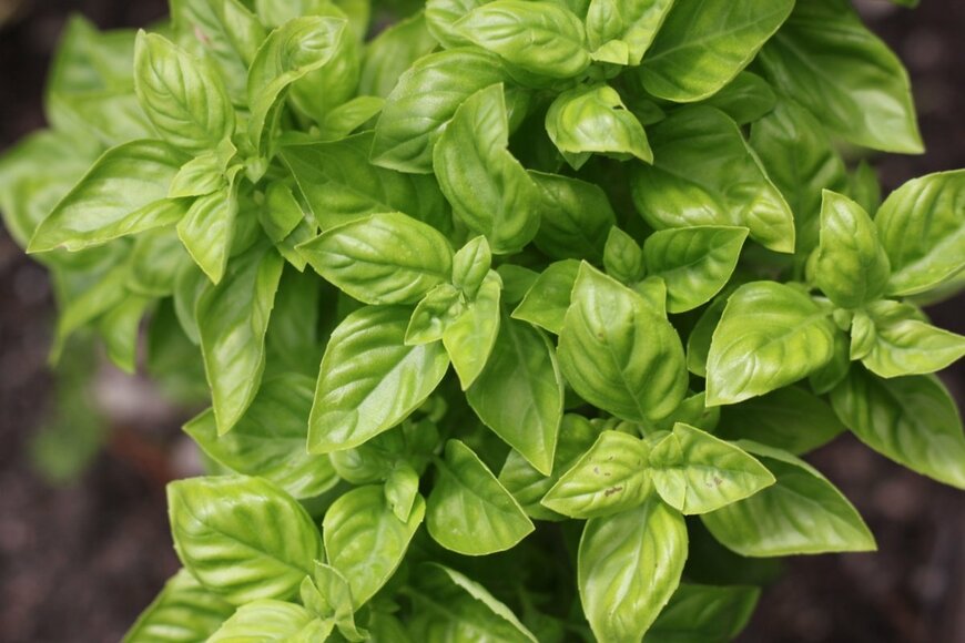 バジルの葉の画像