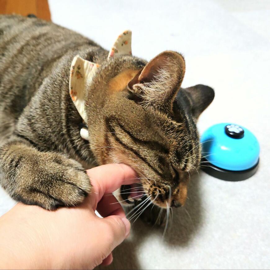 怒り心頭のもなちゃん