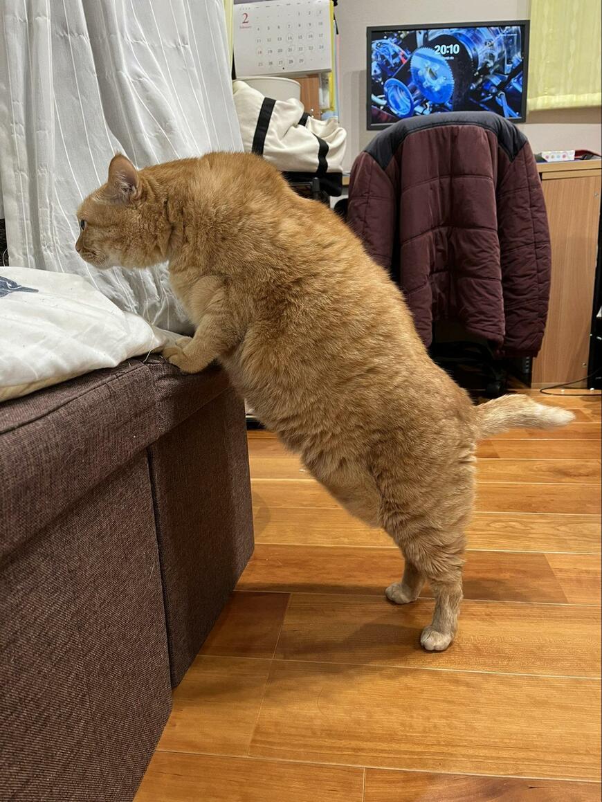 家具に手をかける猫