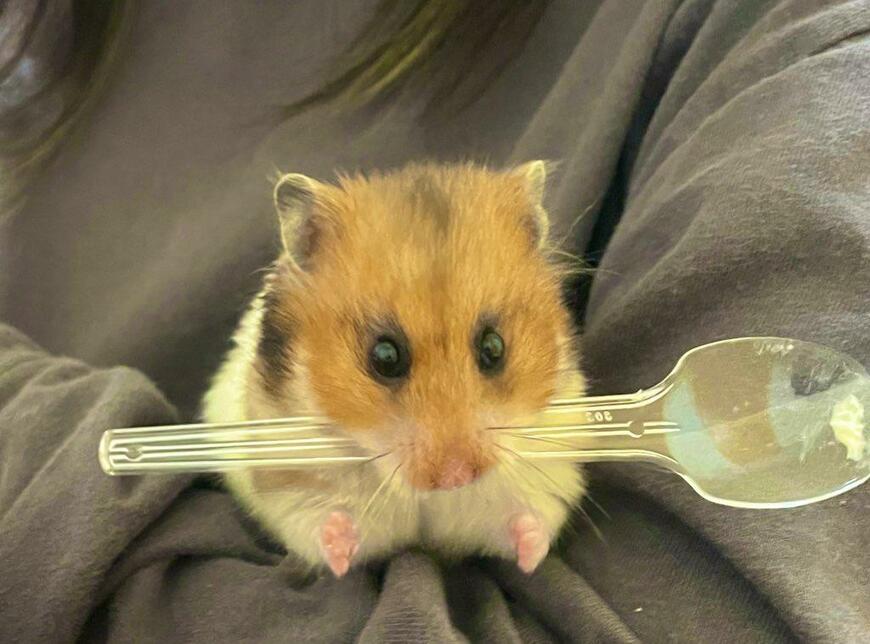 スプーンをくわえるハムスター