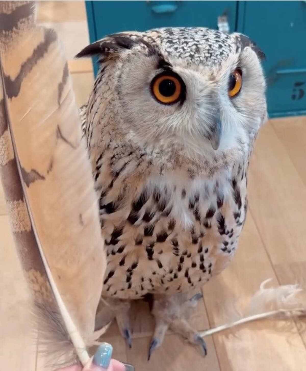 飛べないフクロウ】フクロウなのになぜ？飛べなくなった理由に驚きと