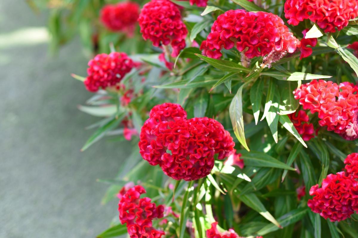 ナチュラル秋寄せ植え】ジニア×ケイトウ×千日紅／優しい色合いの