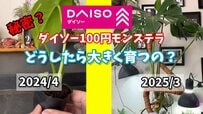 【驚きのビフォーアフター】ダイソー110円観葉植物「モンステラ」1年間で大きく育てた秘訣を紹介