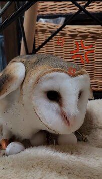 【威嚇】嫌いなコロコロ掃除をされてイライラ！お怒りモードのフクロウさんがかわいい