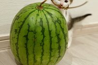 「にゃんだこりゃ？」保護子猫さんが初めてのスイカを見つけて…