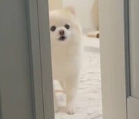 大好きなお姉ちゃんを見送る犬さん　まさかの一言に心を揺さぶられる