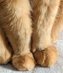 「クリームぱん」と紹介された猫の前足が話題に！”ふわふわ感”にキュンとする人続出