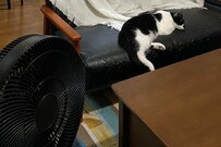 レベルが高すぎる猫探し写真「見つけられない…」コメント続出