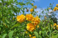 年金額は1.9％増額！なぜ6月支給分からなの？60歳代・70歳代・80歳代の平均年金も年齢別に紹介