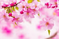 もうすぐ…次回の年金は「2025年4月15日（火）」に支給！！【老齢年金の一覧表】《国民年金と厚生年金》60歳代・70歳代・80歳代・90歳以上の月額は平均いくら？