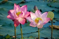 【6月は年金の月】厚生年金・国民年金、受給月額「平均はいくら？」60～90歳以上の年金一覧表でチェック