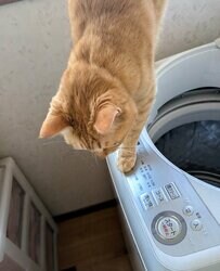【かわいい】洗濯機に上る猫ちゃんに注目…ボタンに手を伸ばす仕草に「可愛いにゃ」の声