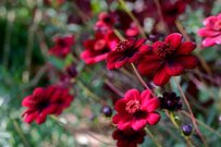 【秋色ガーデニング】10月からの花壇を彩る「秋らしい色の一年草・多年草」7選