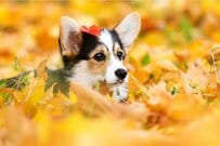 【年金生活者支援給付金】申請しないともらえないが「請求書」はいつまでに届けたらいい？間に合わなかったらどうなる？