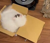 箱に入りたい猫さんが順番待ち　つい目を疑ってしまう「待ち姿」が話題に…！