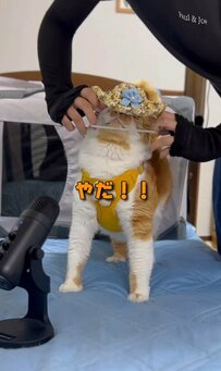 【お散歩準備をする猫さん】たまには帽子を拒否？！飼い主さんと支度する姿が大人気