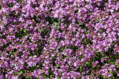 【踏みつけに強いグランドカバー】今からできる雑草対策！植えっぱなしOKで管理が簡単な多年草4選