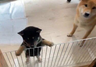 全身で「ハッピー感」を表現する柴犬くんと見守るお兄ちゃん。「可愛く