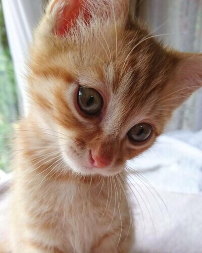 アイドルみたいな子猫時代のぷりんちゃん