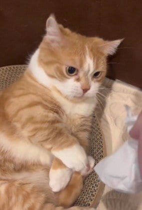 再び近づいてくるティッシュと虎太郎くん