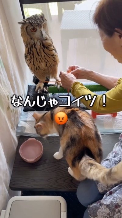 投稿動画のワンシーン