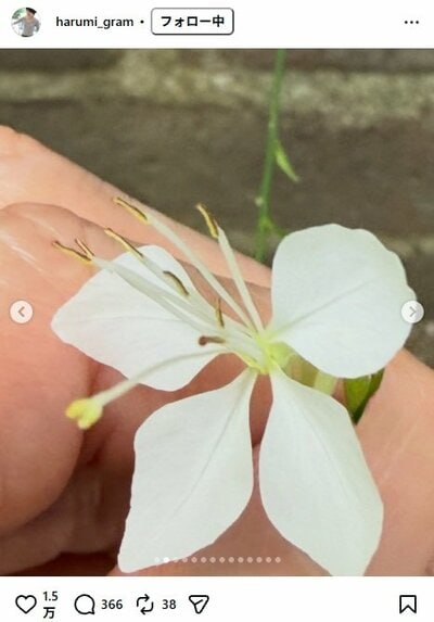 栗原はるみのInstagram投稿（ガウラのクローズアップ）