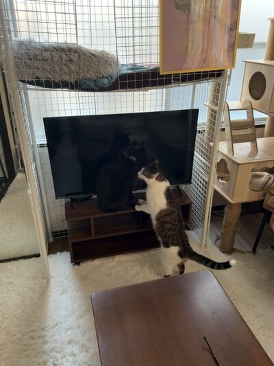 テレビを匂うおかかくん