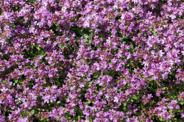 踏みつけに強い「芝生の代わりになるグランドカバー」多年草4選で雑草対策！いい香りの植物も