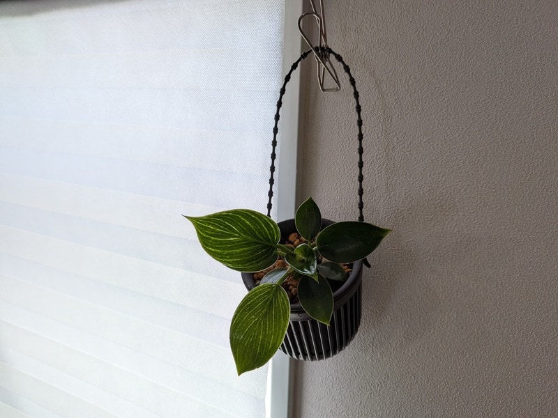 ダイソー　吊り鉢ミニブラック