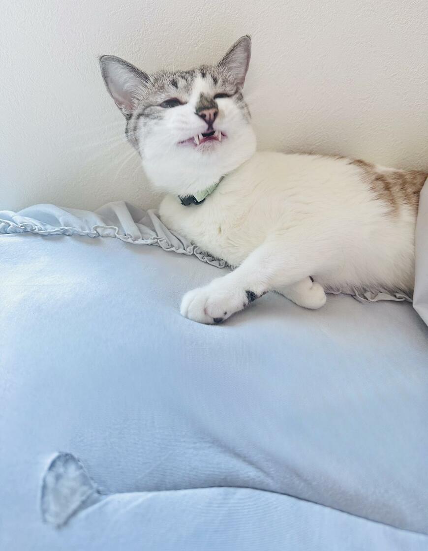 出所：@piennekomint