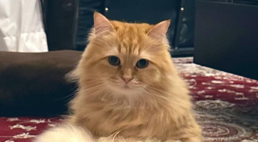 出所：@NEKOLAND13