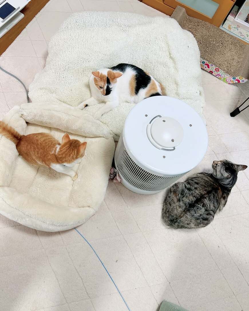 出所：@hikaitimilky