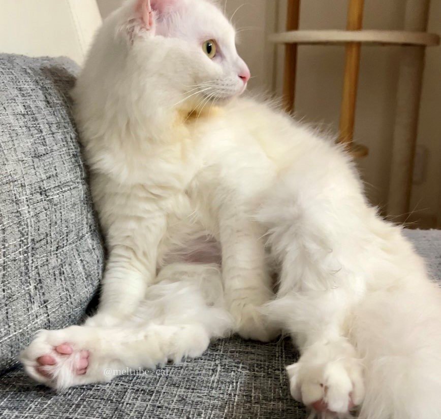 出所：@meltube_cat