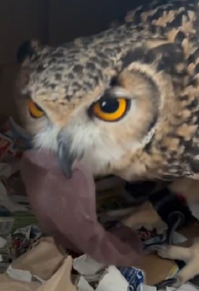 出所：@miracle_meg