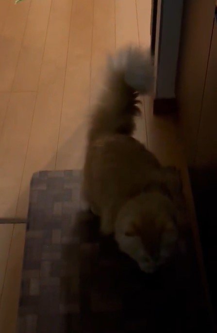 出所：@NEKOLAND13