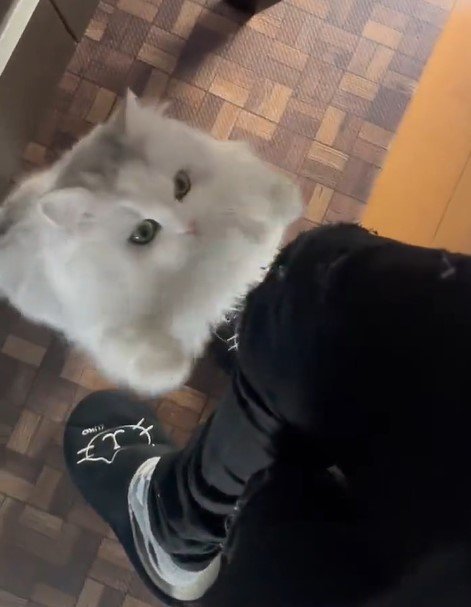 出所：@NEKOLAND13