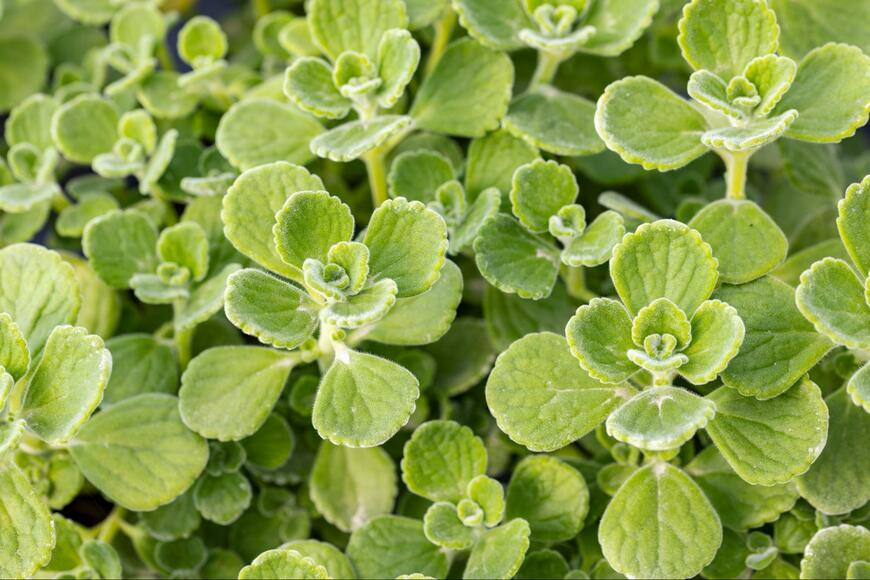 Fabrizio Guarisco/shutterstock.com