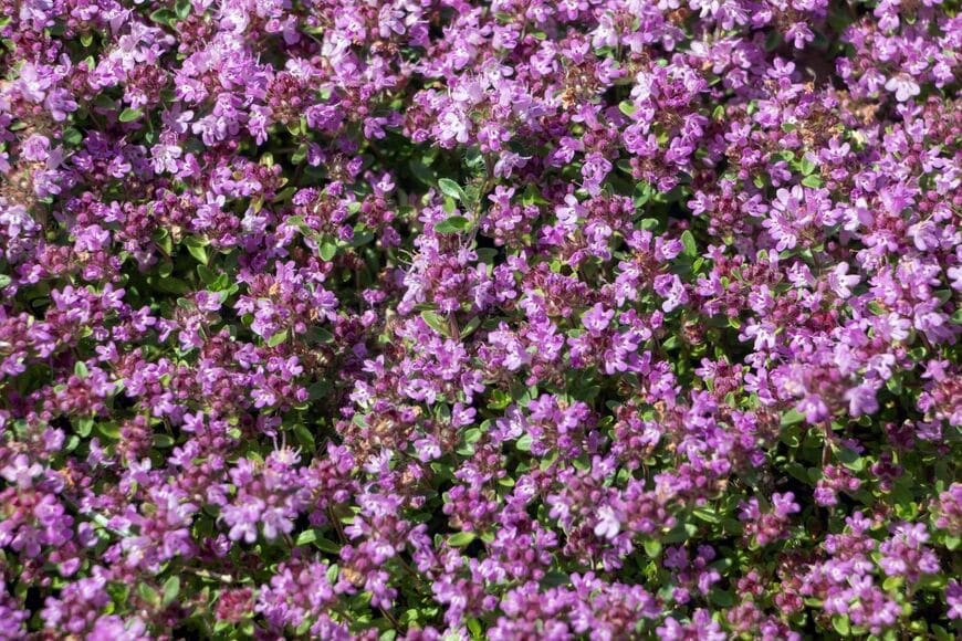 今からできる雑草対策【踏みつけに強いグランドカバー】植えっぱなしOK！管理しやすい多年草4選