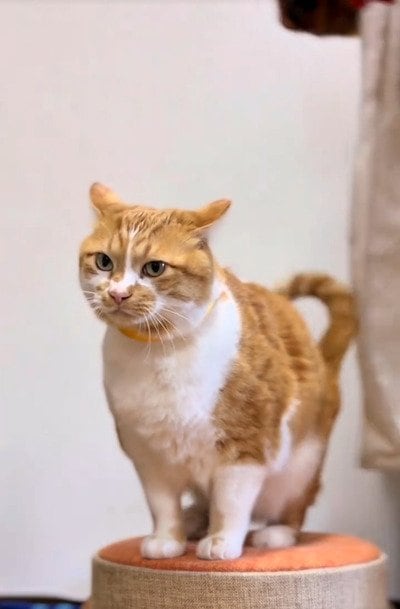 「ちゃんちゃんこ、可愛いね」元保護猫ちゃん、ちょっぴりカオスなお散歩スタイルが話題に