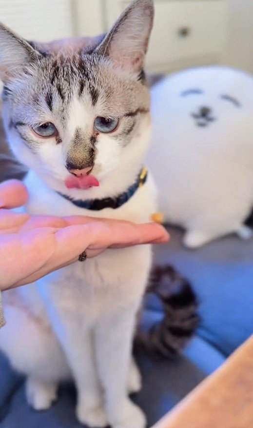 出所：@piennekomint