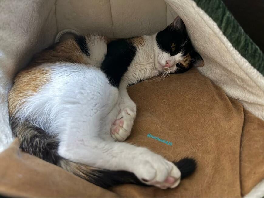 出所：@nachos0420