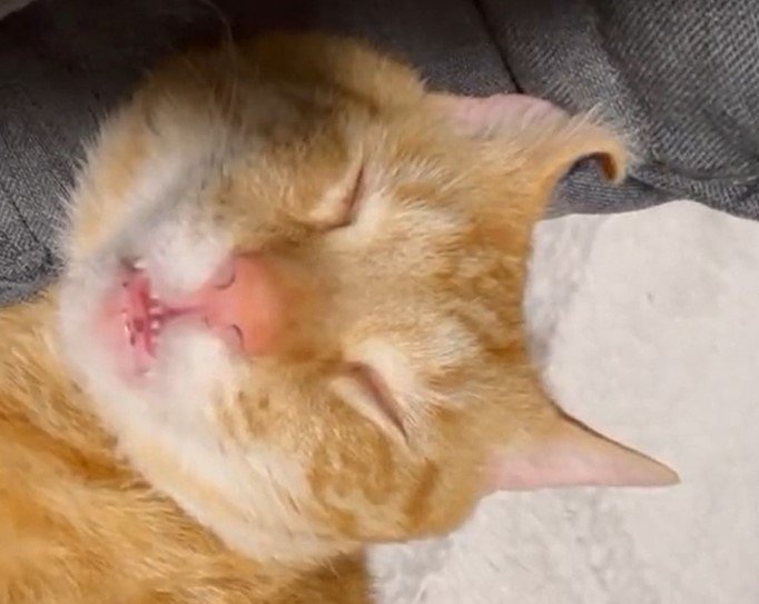 出所：@Beercat_Ana_Dar