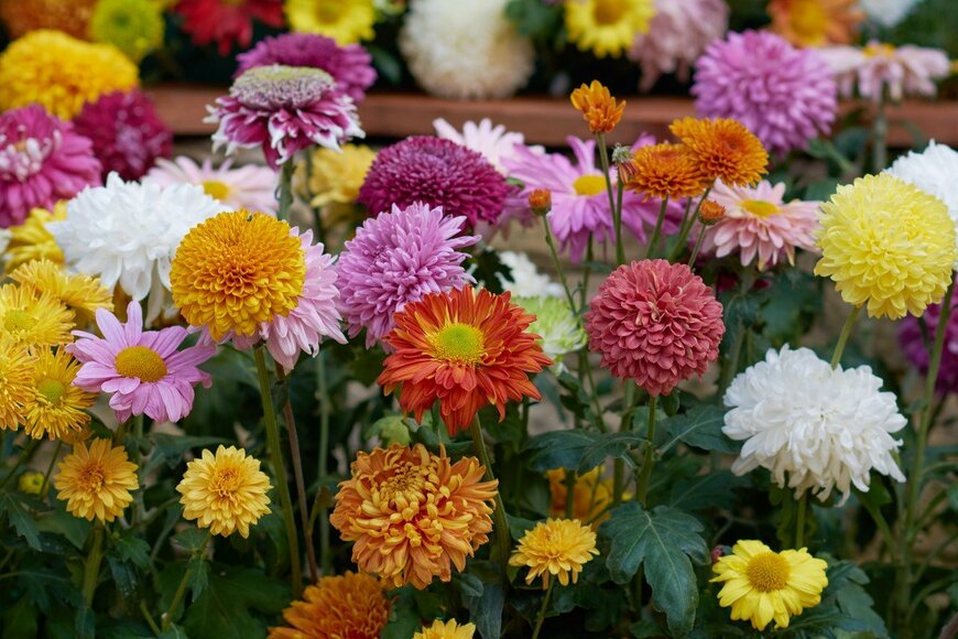 Iryna_L/istockphoto.com