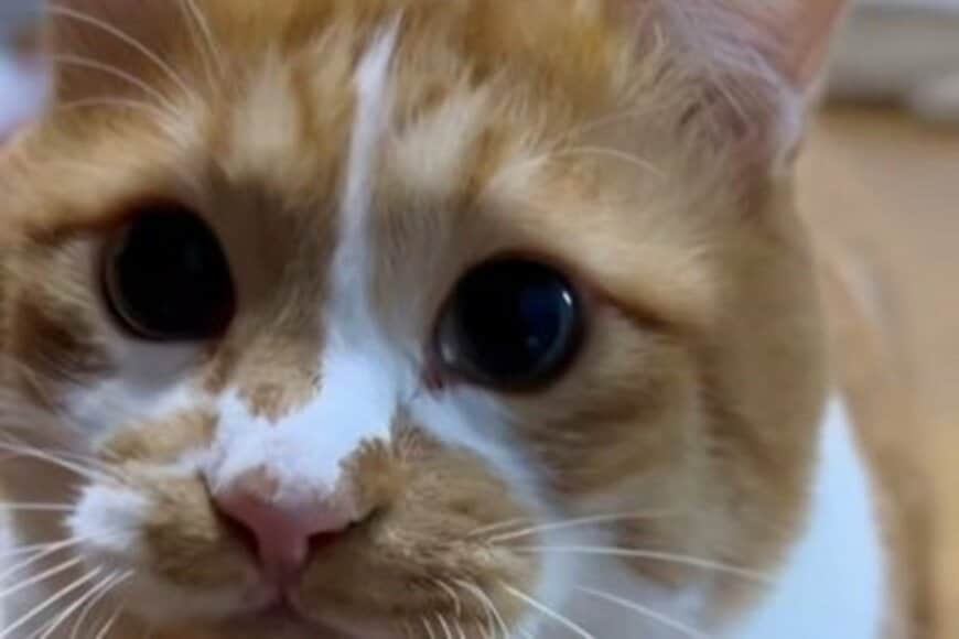 猫が会得した「とんでもない新技」に称賛の声　わくわくする一芸に「賢い」「上手」