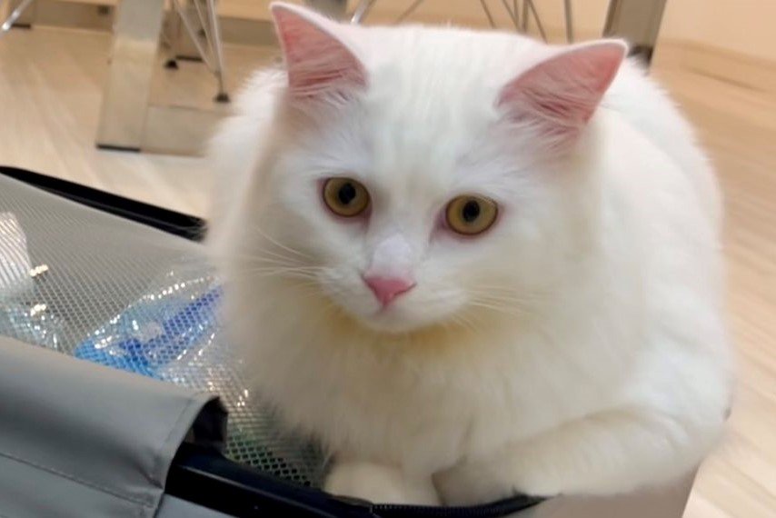 出所：@meltube_cat