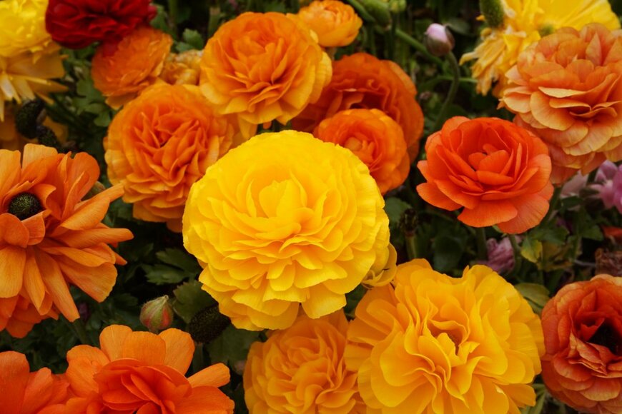 Hikko.ne/shutterstock.com