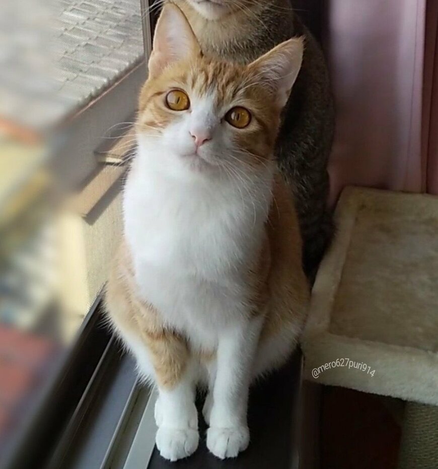 出所：@mero627puri914