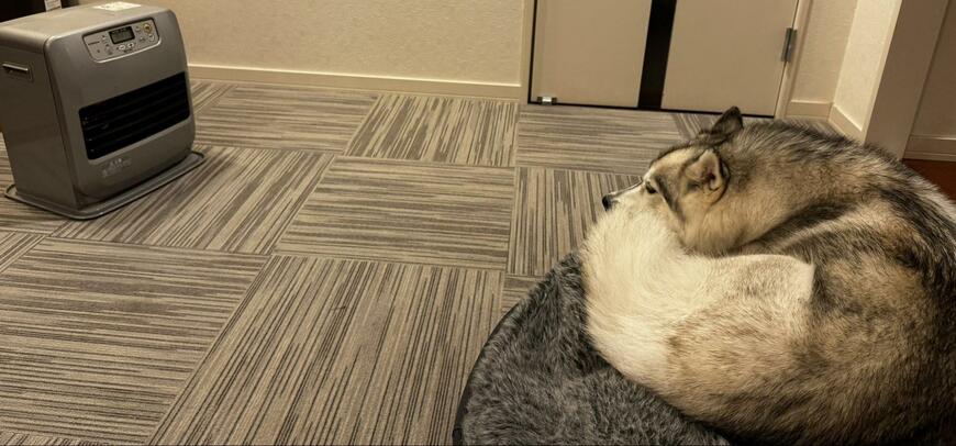 出所：@Livewithhusky