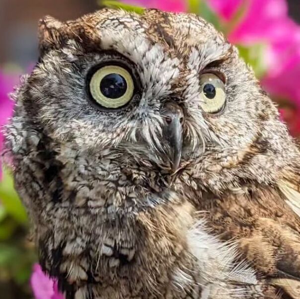 出所：＠keiko1527