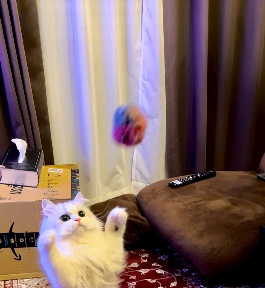 出所：@NEKOLAND13